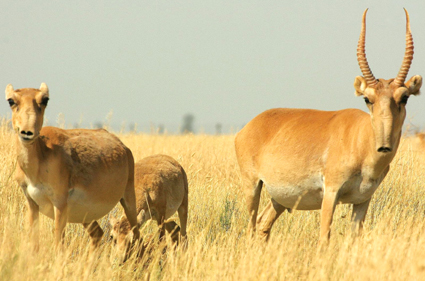 Порно видео онлайн: Анасы ұлын азғыруда