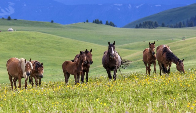 Новоград-Волынскийдегі секс-чат