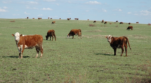 Әйелдің белдікпен ер адамды трахает ететін анальды секс видеолары Әйеліммен кезеңсіз жыныстық қатынас