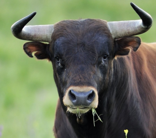 Жеке әйелдік бейне