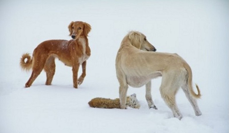Сексуалдық ит туралы әңгіме