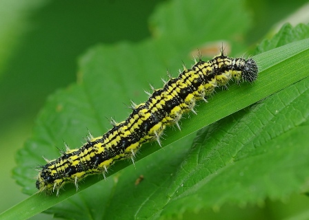 Желіде туысқандық порно