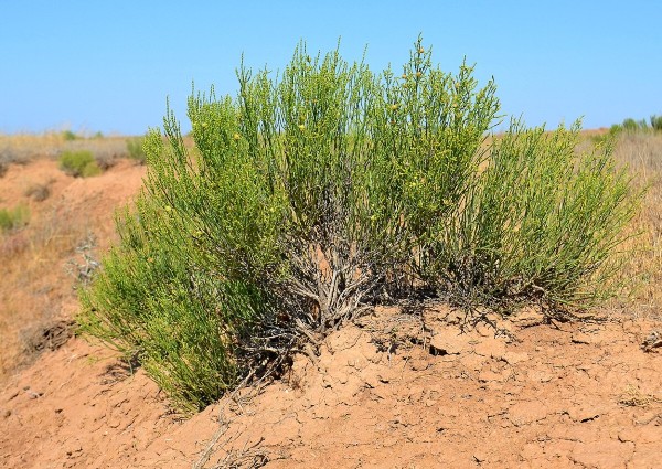 Гламурлық аяқ фетиш лесбиянкасы