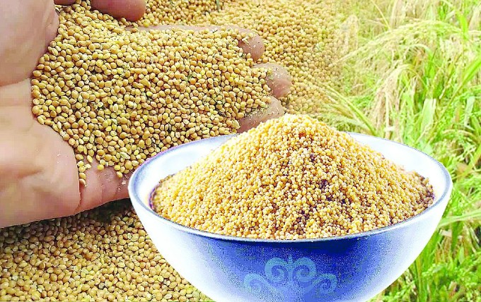 Қыздың есек трусикасы