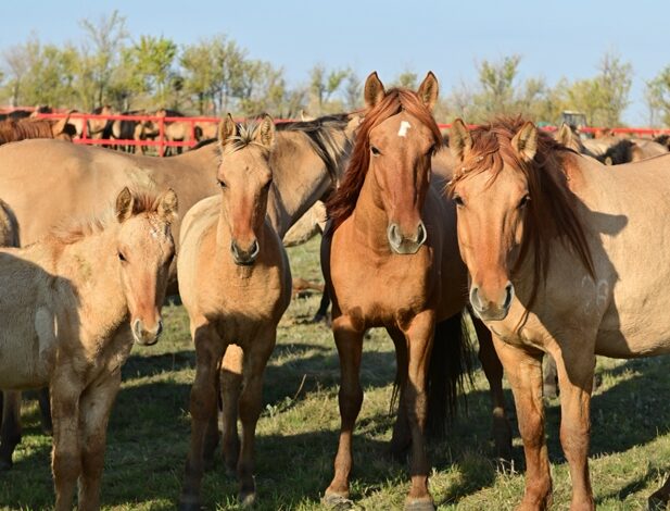 Әйелдерді жыныстық қатынас арқылы азаптау видео